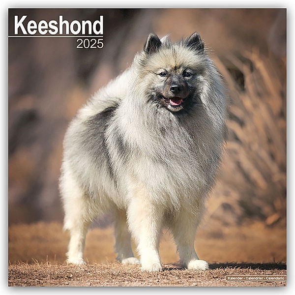 Keeshond - Wolfsspitz 2025 - 16-Monatskalender, Avonside Publishing Ltd