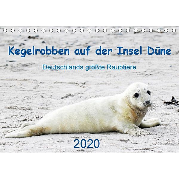 Kegelrobben auf der Insel Düne (Tischkalender 2020 DIN A5 quer), N. Wilhelm