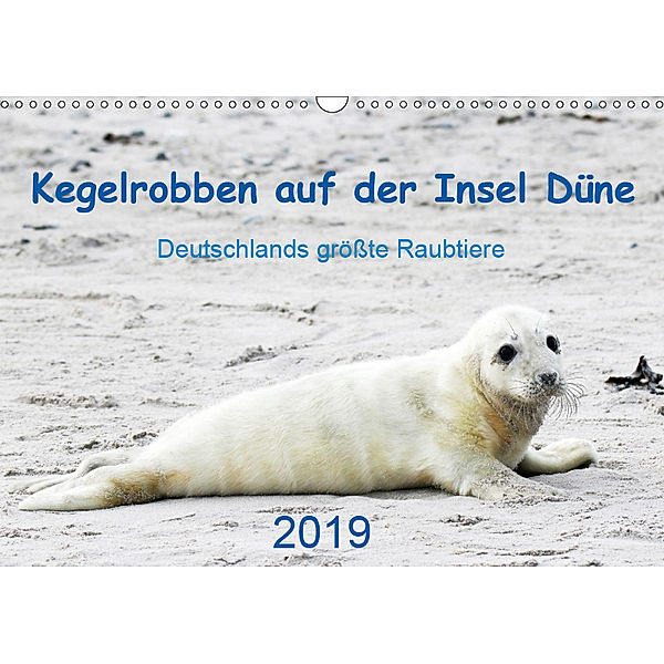 Kegelrobben auf der Insel Düne (Wandkalender 2019 DIN A3 quer), N. Wilhelm