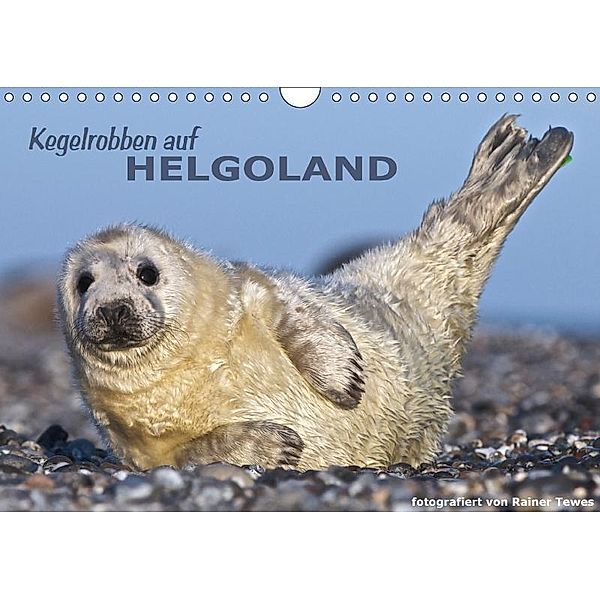 Kegelrobben auf Helgoland (Wandkalender 2017 DIN A4 quer), Rainer Tewes