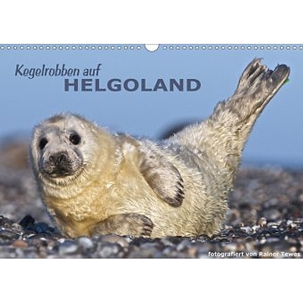 Kegelrobben auf Helgoland (Wandkalender 2020 DIN A3 quer), Rainer Tewes
