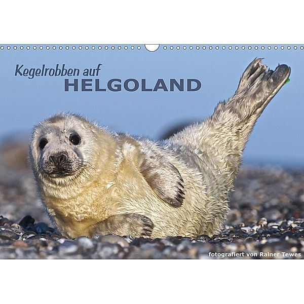 Kegelrobben auf Helgoland (Wandkalender 2021 DIN A3 quer), Rainer Tewes