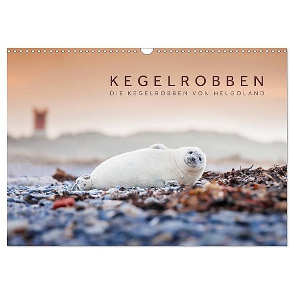 Kegelrobben - Die Kegelrobben von Helgoland (Wandkalender 2024 DIN A3 quer), CALVENDO Monatskalender, Lain Jackson
