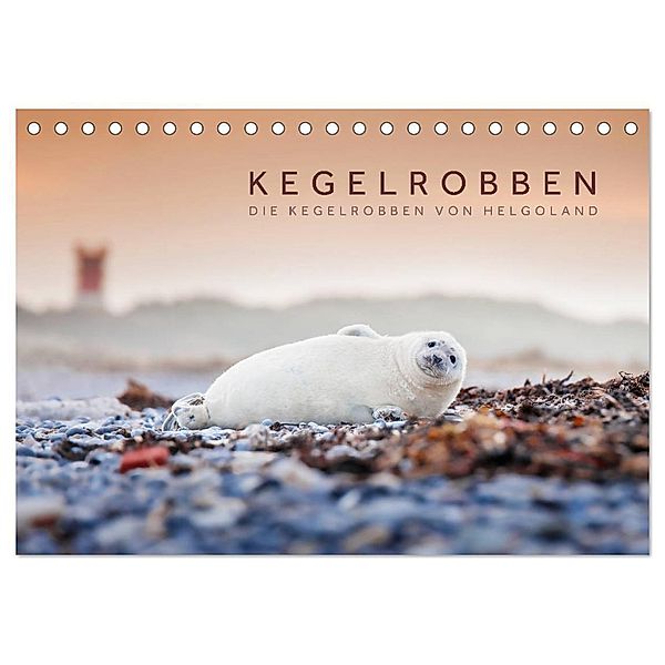 Kegelrobben - Die Kegelrobben von Helgoland (Tischkalender 2024 DIN A5 quer), CALVENDO Monatskalender, Lain Jackson