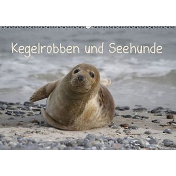 Kegelrobben und Seehunde (Wandkalender 2016 DIN A2 quer), Antje Lindert-Rottke