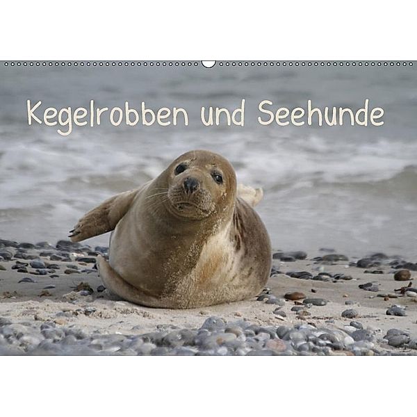 Kegelrobben und Seehunde (Wandkalender 2017 DIN A2 quer), Antje Lindert-Rottke
