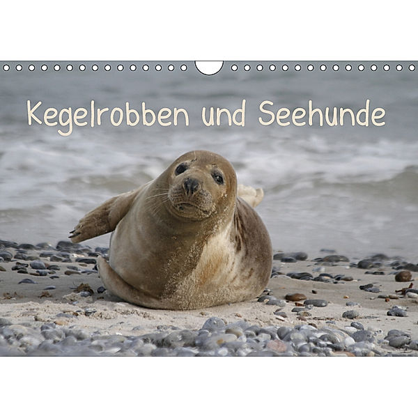 Kegelrobben und Seehunde (Wandkalender 2019 DIN A4 quer), Antje Lindert-Rottke