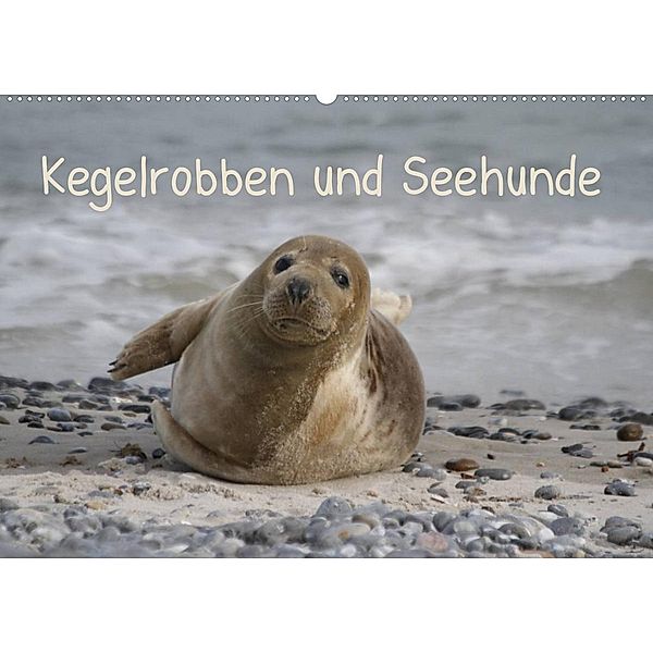 Kegelrobben und Seehunde (Wandkalender 2023 DIN A2 quer), Antje Lindert-Rottke