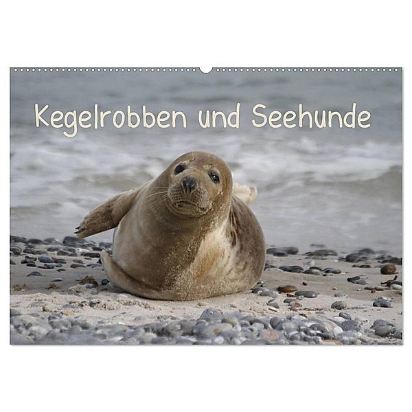 Kegelrobben und Seehunde (Wandkalender 2024 DIN A2 quer), CALVENDO Monatskalender, Antje Lindert-Rottke