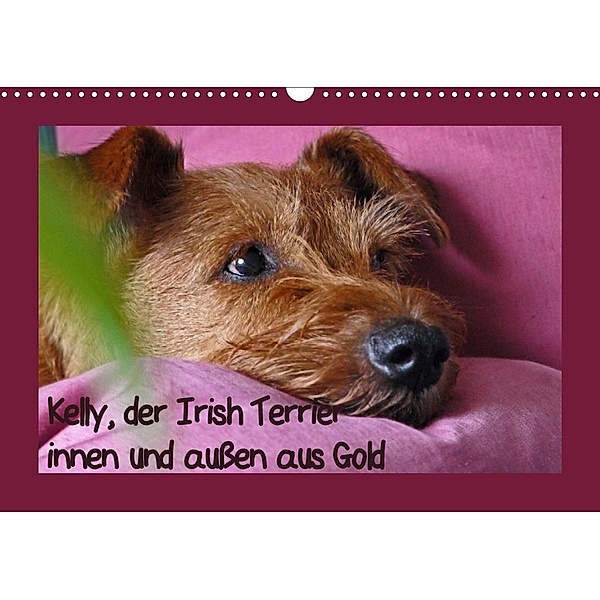 Kelly, der Irish Terrier - innen und außen aus Gold (Wandkalender 2021 DIN A3 quer), Claudia Schimon