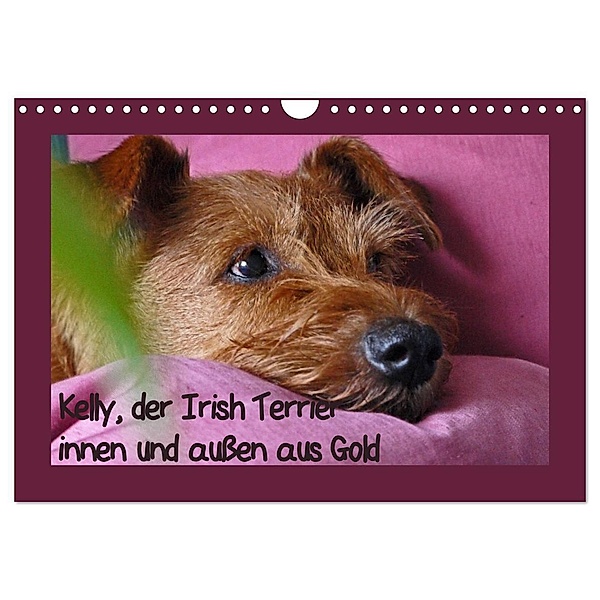 Kelly, der Irish Terrier - innen und außen aus Gold (Wandkalender 2024 DIN A4 quer), CALVENDO Monatskalender, Claudia Schimon