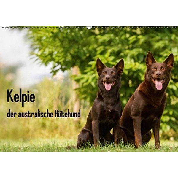 Kelpie - der australische Hütehund (Wandkalender 2016 DIN A2 quer), Cornelia Brickum