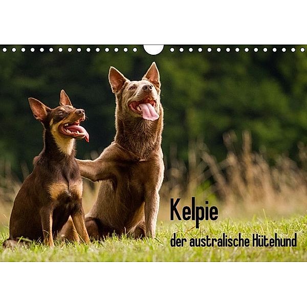 Kelpie - der australische Hütehund (Wandkalender 2017 DIN A4 quer), Cornelia Brickum