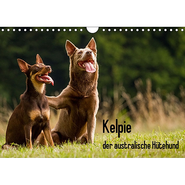 Kelpie - der australische Hütehund (Wandkalender 2019 DIN A4 quer), Cornelia Brickum