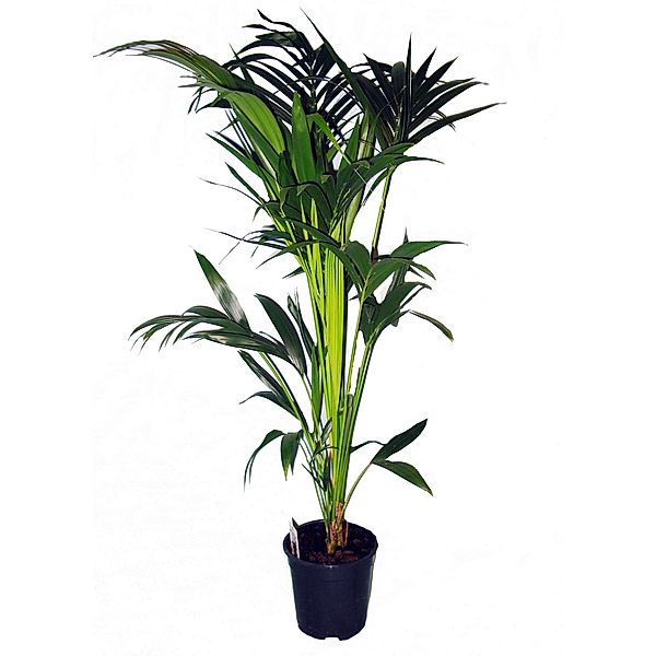Kentia-Palme ca.60-80cm hoch, 1 Pflanze