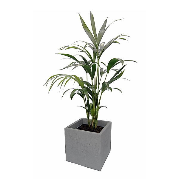 Kentia-Palme ca.60-80cm hoch, 1 Pflanze im
Scheurich Topf C-Cube ca. 29x29x27 cm, stony grey