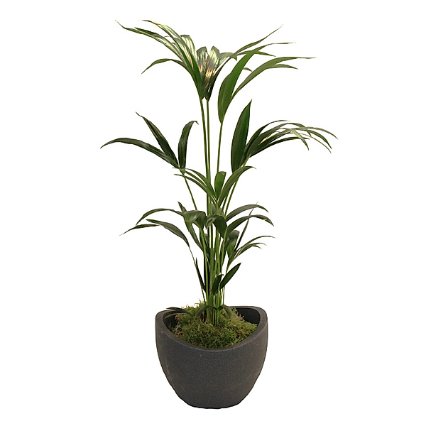 Kentia-Palme ca.60-80cm hoch, 1 Pflanze + Topf Wave Globe, 30 cm, schwarz-granit