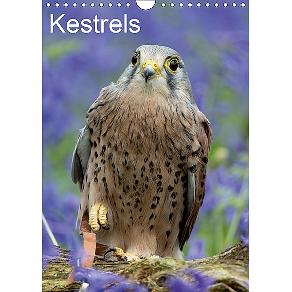 Kestrels (Wall Calendar 2019 DIN A4 Portrait), S Clifford