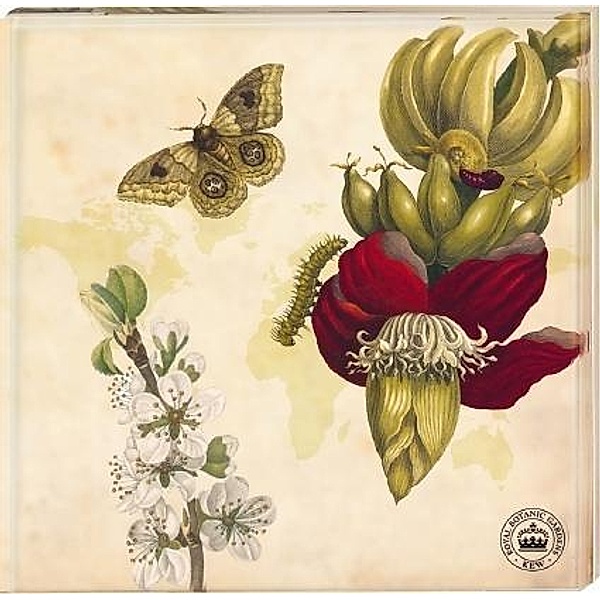 Kew Gardens - Untersetzer Motiv Schmetterling, 2er Set