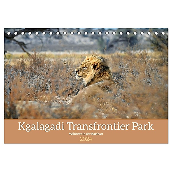 Kgalagadi - Fauna und Wildtiere in der Kalahari (Tischkalender 2024 DIN A5 quer), CALVENDO Monatskalender, Calvendo, Dieter Stahl