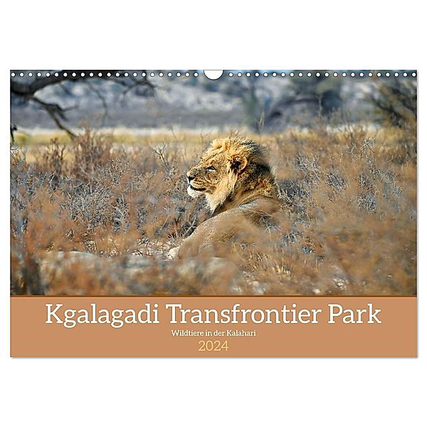 Kgalagadi - Fauna und Wildtiere in der Kalahari (Wandkalender 2024 DIN A3 quer), CALVENDO Monatskalender, Calvendo, Dieter Stahl