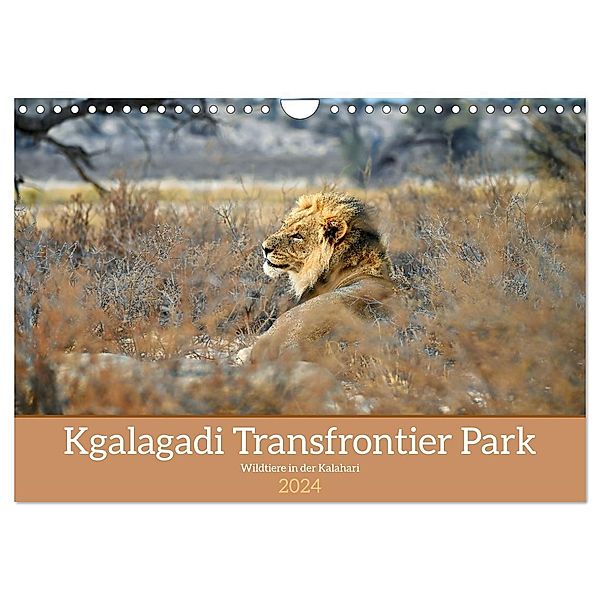 Kgalagadi - Fauna und Wildtiere in der Kalahari (Wandkalender 2024 DIN A4 quer), CALVENDO Monatskalender, Calvendo, Dieter Stahl