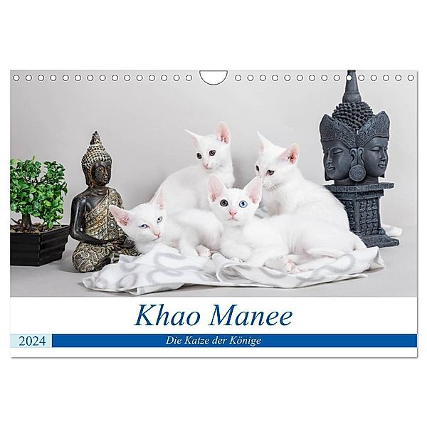 Khao Manee - Die Katze der Könige (Wandkalender 2024 DIN A4 quer), CALVENDO Monatskalender, Fotodesign Verena Scholze