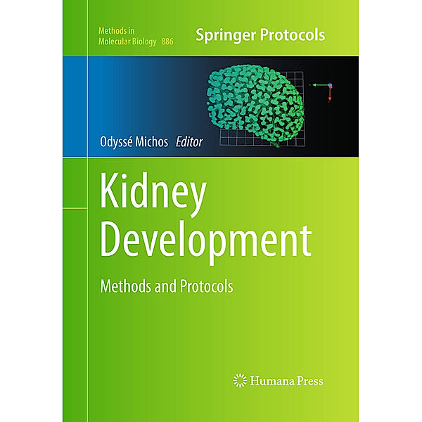 Kidney Development