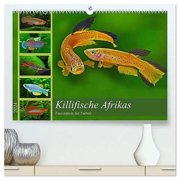 Killifische Afrikas (hochwertiger Premium Wandkalender 2024 DIN A2 quer), Kunstdruck in Hochglanz, Rudolf Pohlmann