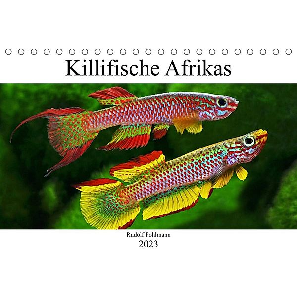 Killifische Afrikas (Tischkalender 2023 DIN A5 quer), Rudolf Pohlmann