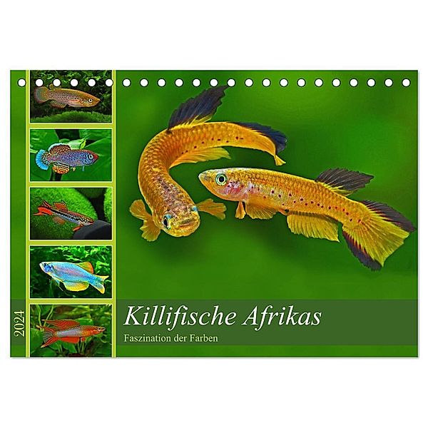 Killifische Afrikas (Tischkalender 2024 DIN A5 quer), CALVENDO Monatskalender, Rudolf Pohlmann