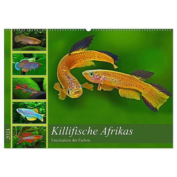 Killifische Afrikas (Wandkalender 2024 DIN A2 quer), CALVENDO Monatskalender, Rudolf Pohlmann