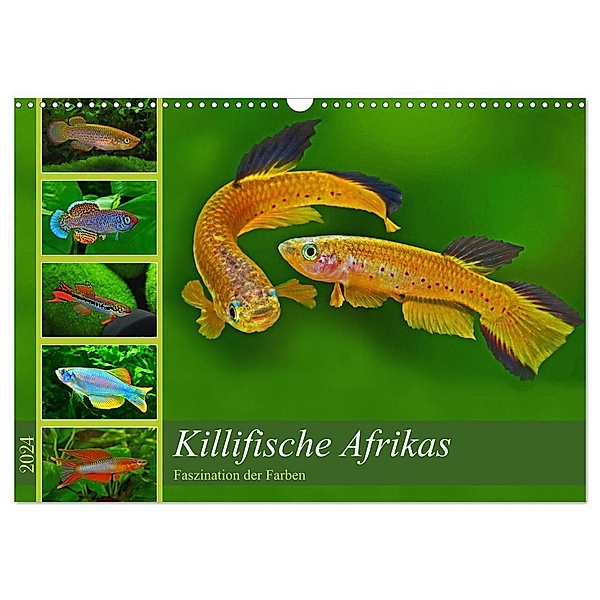 Killifische Afrikas (Wandkalender 2024 DIN A3 quer), CALVENDO Monatskalender, Rudolf Pohlmann