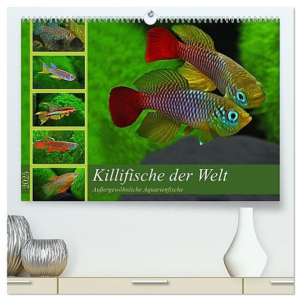 Killifische der Welt (hochwertiger Premium Wandkalender 2025 DIN A2 quer), Kunstdruck in Hochglanz, Calvendo, Rudolf Pohlmann