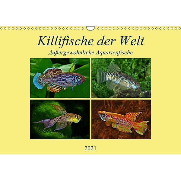 Killifische der WeltCH-Version (Wandkalender 2021 DIN A3 quer), Rudolf Pohlmann