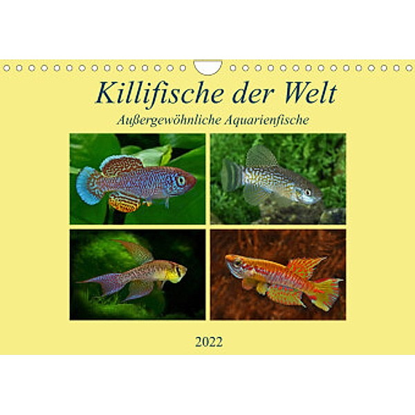 Killifische der WeltCH-Version  (Wandkalender 2022 DIN A4 quer), Rudolf Pohlmann