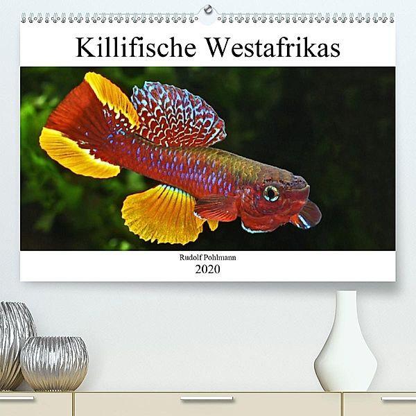 Killifische Westafrikas (Premium, hochwertiger DIN A2 Wandkalender 2020, Kunstdruck in Hochglanz), Rudolf Pohlmann