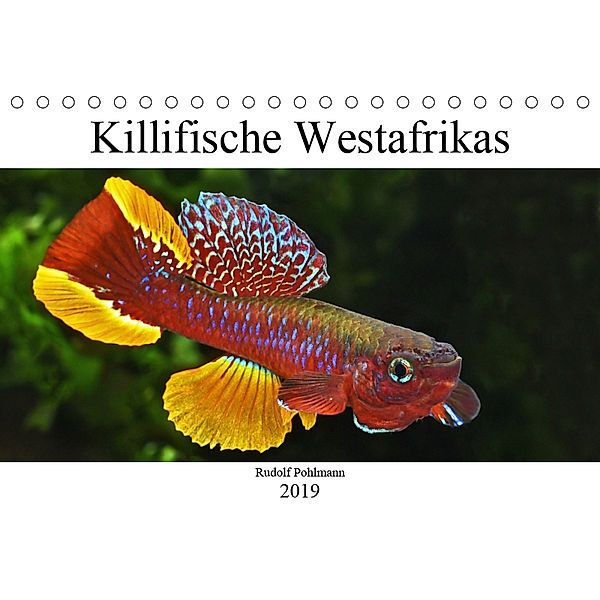 Killifische Westafrikas (Tischkalender 2019 DIN A5 quer), Rudolf Pohlmann