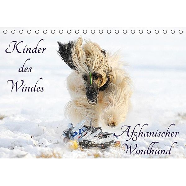 Kinder des Windes - Afghanischer Windhund (Tischkalender 2017 DIN A5 quer), Sigrid Starick