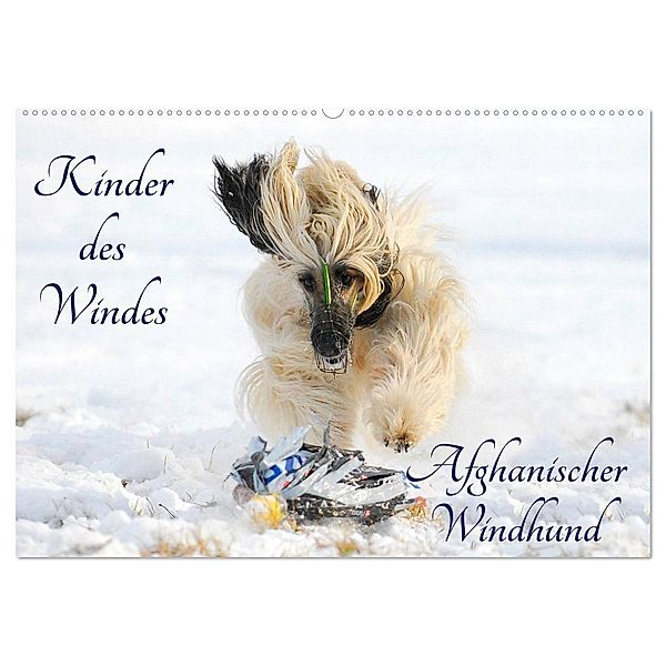 Kinder des Windes - Afghanischer Windhund (Wandkalender 2025 DIN A2 quer), CALVENDO Monatskalender, Calvendo, Sigrid Starick