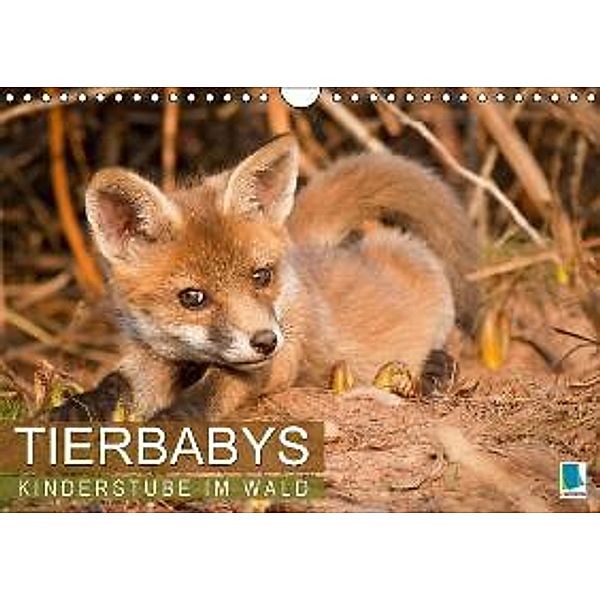 Kinderstube im Wald - Tierbabys (Wandkalender 2016 DIN A4 quer), Calvendo
