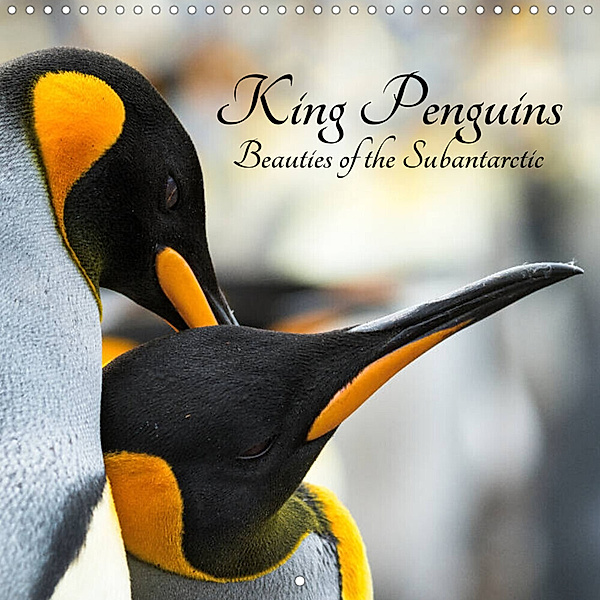 King Penguins - Beauties of the Subantarctic (Wall Calendar 2023 300 × 300 mm Square), Martin Zwick