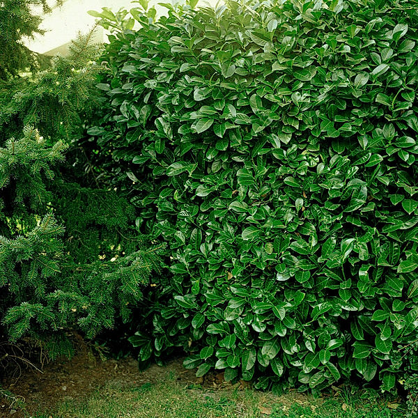 Kirschlorbeer Rotundifolia, im ca. 23 cm-Topf, Höhe ca. 40-60 cm