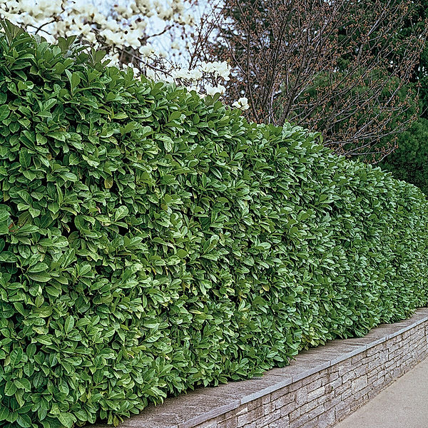 Kirschlorbeer Rotundifolia, im ca. 9 cm-Topf, Höhe ca. 25-40 cm