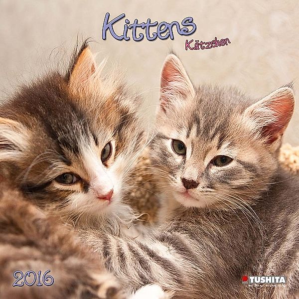 Kittens 2016