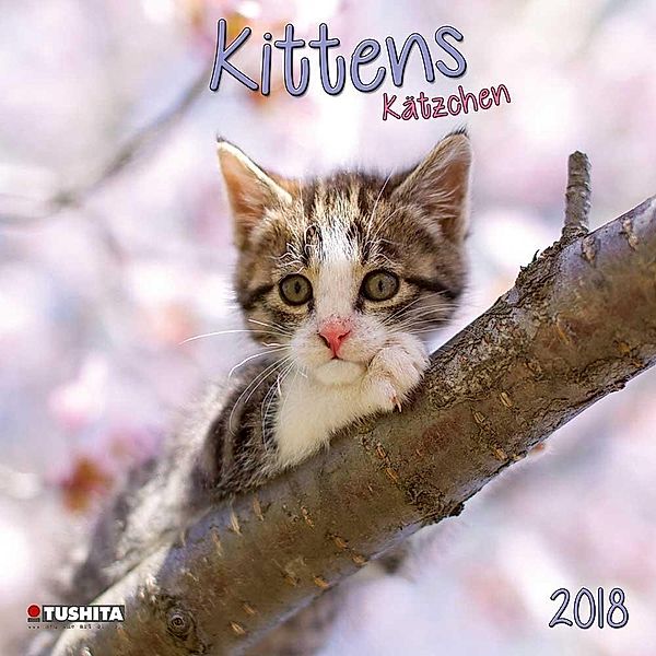 Kittens 2018