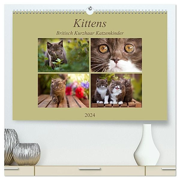 Kittens - Britisch Kurzhaar Katzenkinder (hochwertiger Premium Wandkalender 2024 DIN A2 quer), Kunstdruck in Hochglanz, Janina Bürger