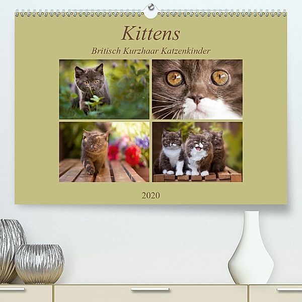 Kittens - Britisch Kurzhaar Katzenkinder (Premium-Kalender 2020 DIN A2 quer), Janina Bürger