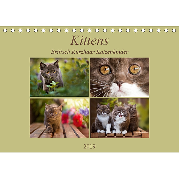 Kittens - Britisch Kurzhaar Katzenkinder (Tischkalender 2019 DIN A5 quer), Janina Bürger