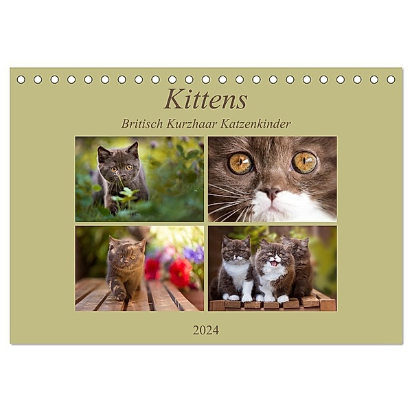 Kittens - Britisch Kurzhaar Katzenkinder (Tischkalender 2024 DIN A5 quer), CALVENDO Monatskalender, Janina Bürger